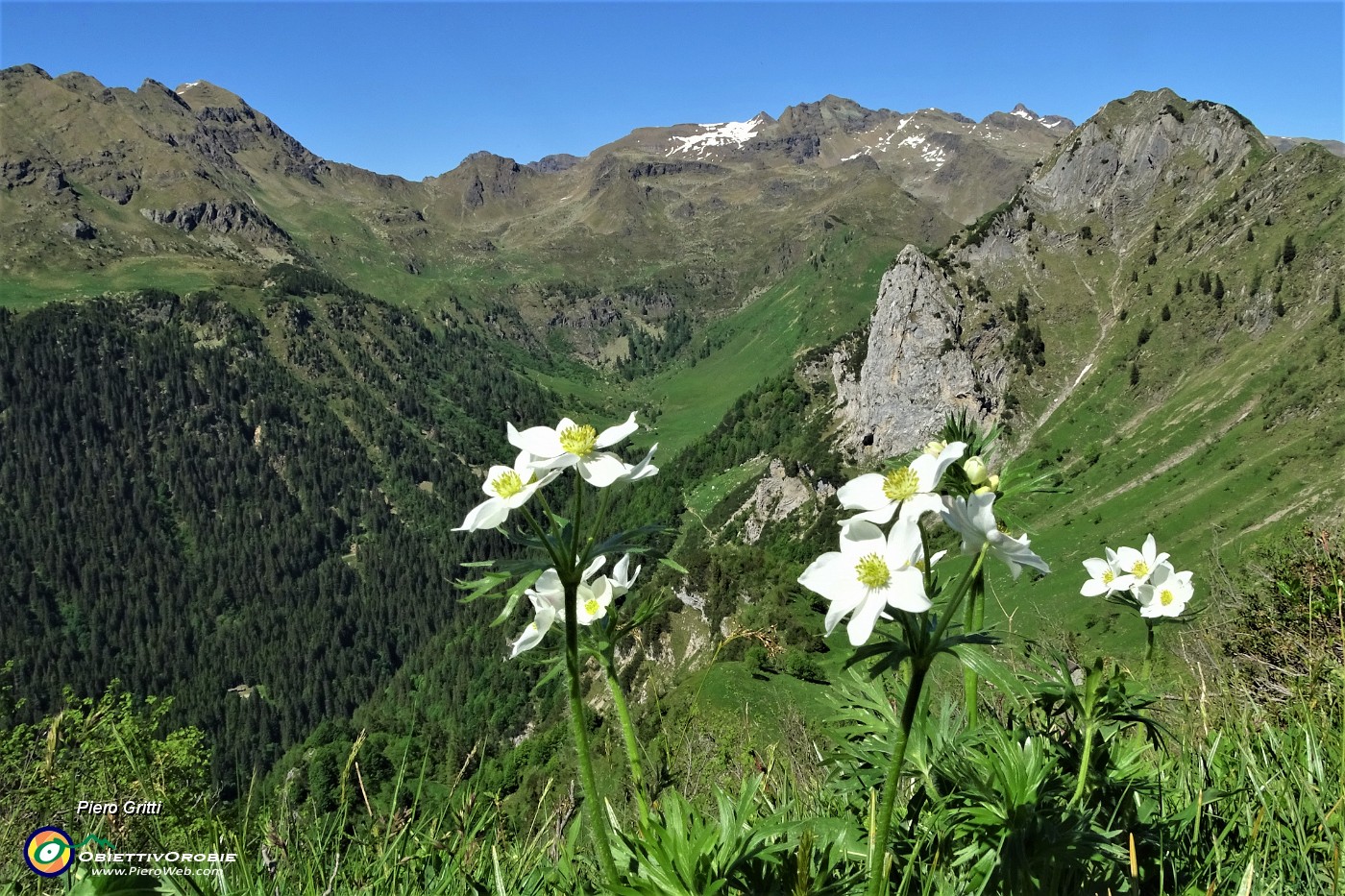 68 Anemoni narcissini con vista verso Corno Branchino, Monte Corte, Pizzo Farno, Pradella.JPG